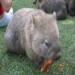 ChubbyWombat's picture