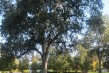 Veterans Home of California, Yountville