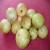Guavas October garden's picture