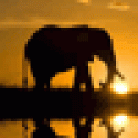 TimothyBrilt's picture TimothyBrilt's picture